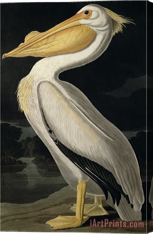 John James Audubon American White Pelican From Birds of America Engraved by Robert Havell Stretched Canvas Painting / Canvas Art