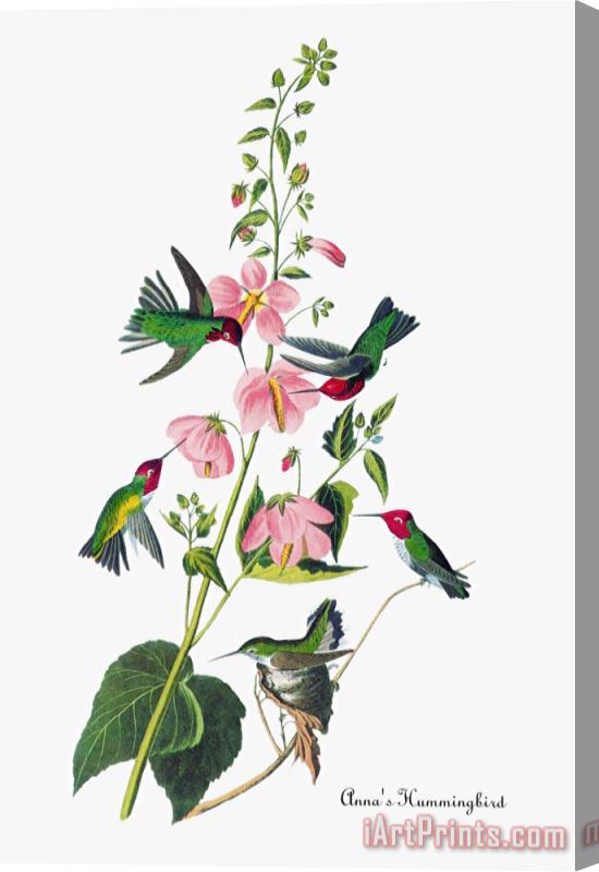 John James Audubon Anna's Hummingbird Stretched Canvas Painting / Canvas Art