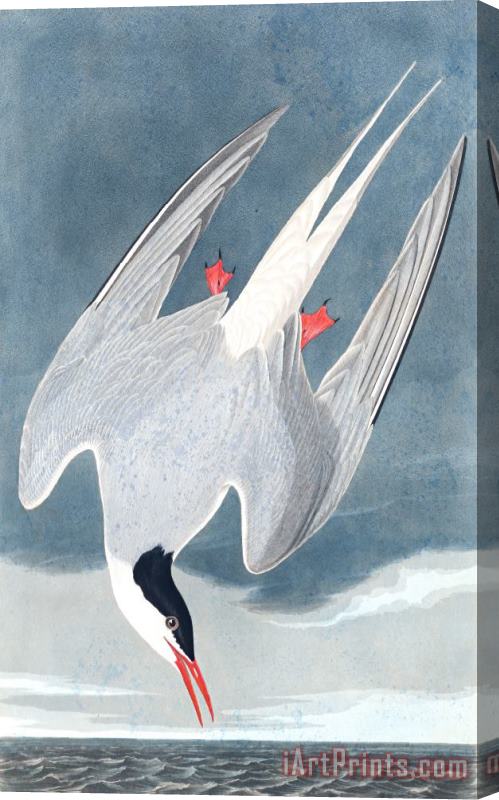 John James Audubon Arctic Tern Stretched Canvas Print / Canvas Art