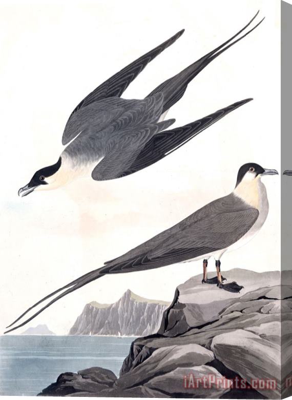 John James Audubon Arctic Yager Stretched Canvas Print / Canvas Art
