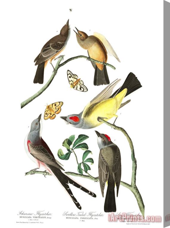 John James Audubon Arkansaw Flycatcher, Swallow Tailed Flycatcher, Says Flycatcher Stretched Canvas Print / Canvas Art