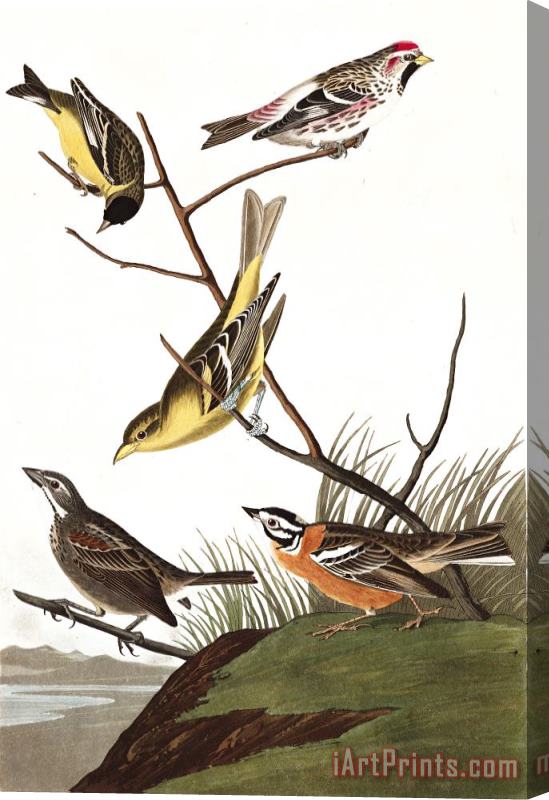 John James Audubon Arkansaw Siskin, Mealy Red Poll, Louisiana Tanager, Townsend's Finch, Buff Breasted Finch Stretched Canvas Print / Canvas Art