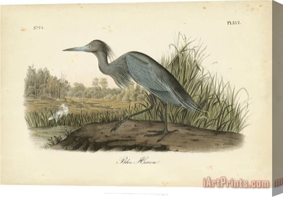 John James Audubon Audubon's Blue Heron Stretched Canvas Print / Canvas Art