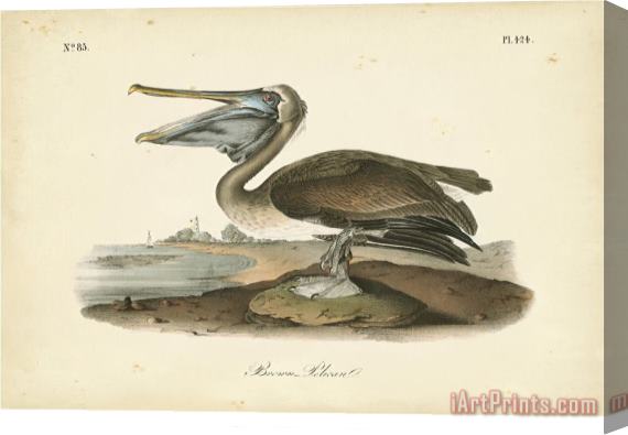John James Audubon Audubon's Brown Pelican Stretched Canvas Print / Canvas Art