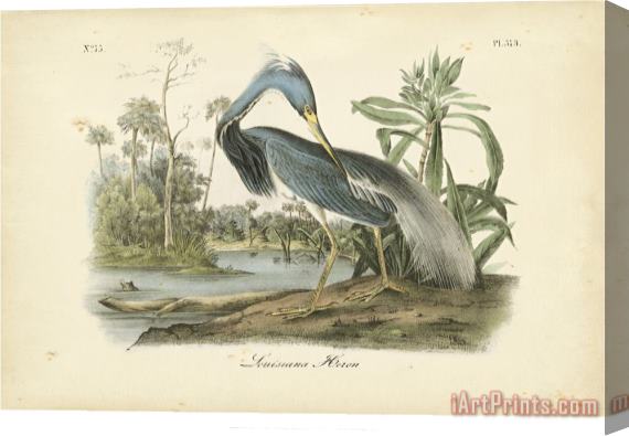 John James Audubon Audubon's Louisiana Heron Stretched Canvas Painting / Canvas Art