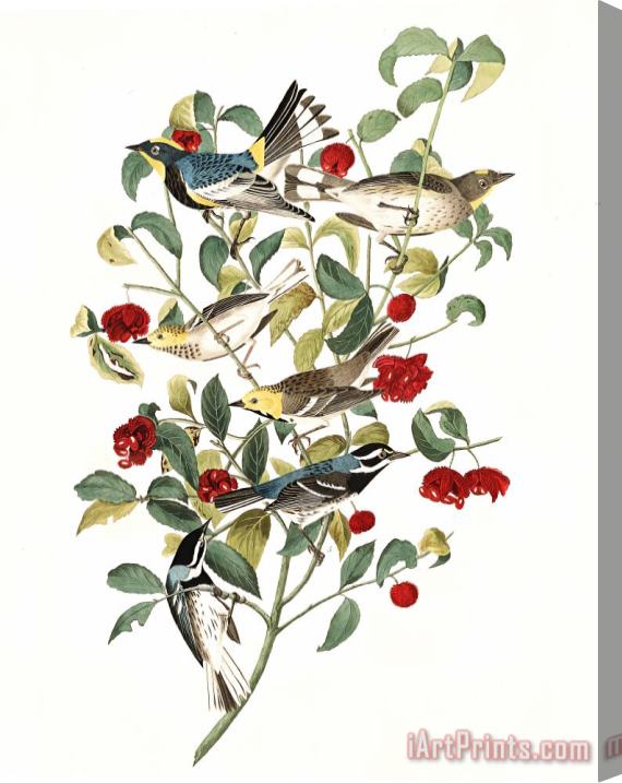 John James Audubon Audubon's Warbler, Hermit Warbler, Black Throated Gray Warbler Stretched Canvas Print / Canvas Art