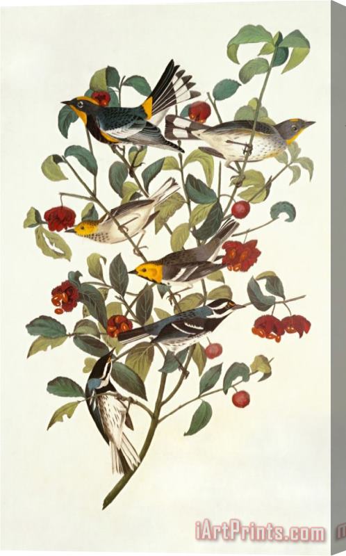 John James Audubon Audubon's Warbler Stretched Canvas Print / Canvas Art