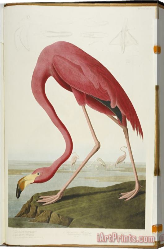John James Audubon Audubon American Flamingo From The Birds of America Stretched Canvas Print / Canvas Art