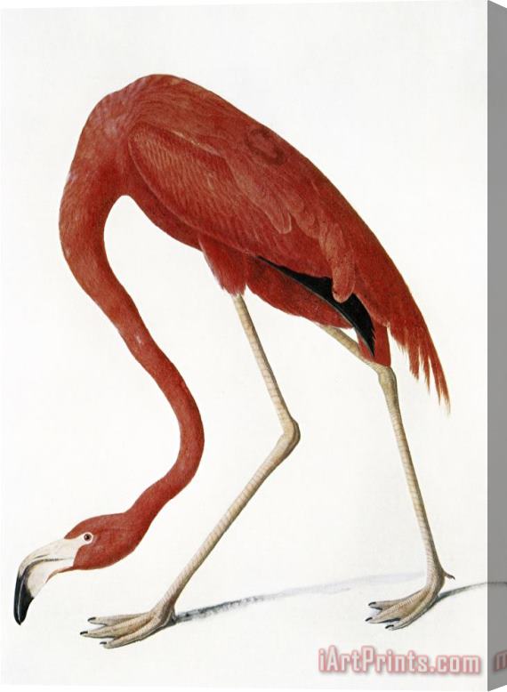 John James Audubon Audubon American Flamingo Stretched Canvas Print / Canvas Art