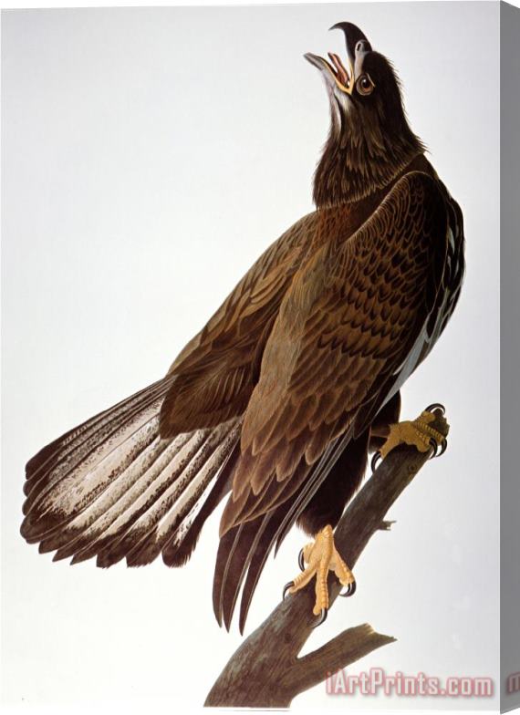 John James Audubon Audubon Bald Eagle Stretched Canvas Print / Canvas Art