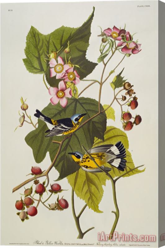 John James Audubon Audubon Black And Yellow Warbler Magnolia Warbler Stretched Canvas Painting / Canvas Art