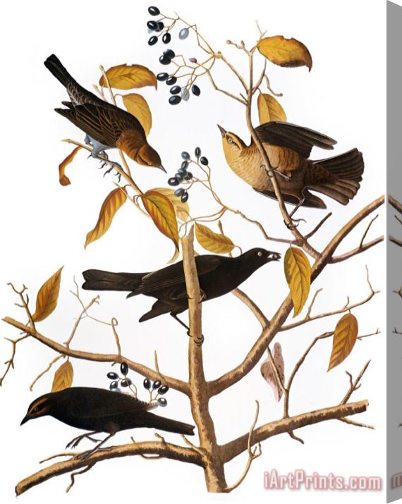 John James Audubon Audubon Blackbird 1827 Stretched Canvas Print / Canvas Art