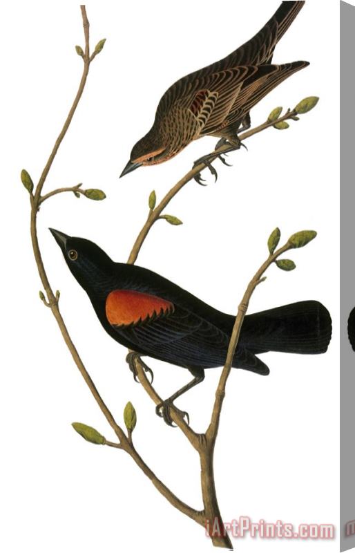 John James Audubon Audubon Blackbird Stretched Canvas Print / Canvas Art