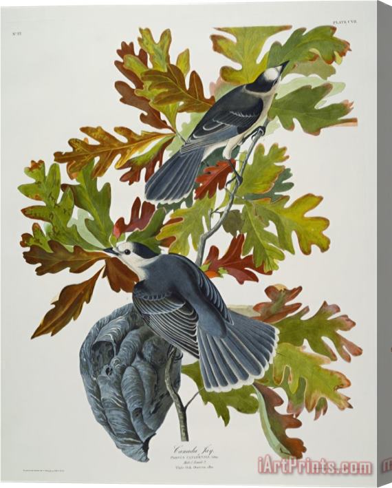 John James Audubon Audubon Canada Jay Stretched Canvas Painting / Canvas Art