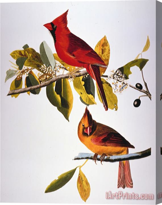 John James Audubon Audubon Cardinal Stretched Canvas Print / Canvas Art