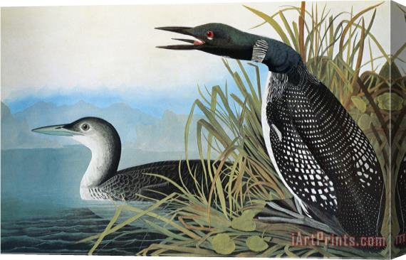 John James Audubon Audubon Common Loon Stretched Canvas Print / Canvas Art