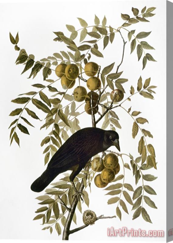 John James Audubon Audubon Crow Stretched Canvas Painting / Canvas Art