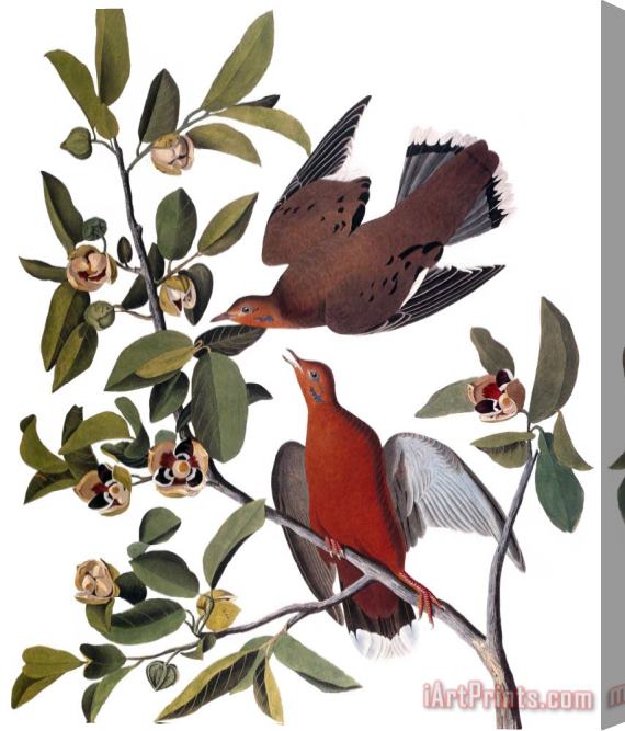 John James Audubon Audubon Dove 1827 38 Stretched Canvas Print / Canvas Art
