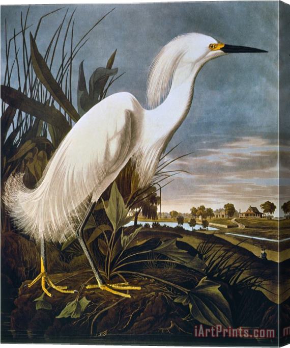 John James Audubon Audubon Egret Stretched Canvas Print / Canvas Art