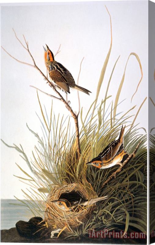 John James Audubon Audubon Finch Stretched Canvas Print / Canvas Art