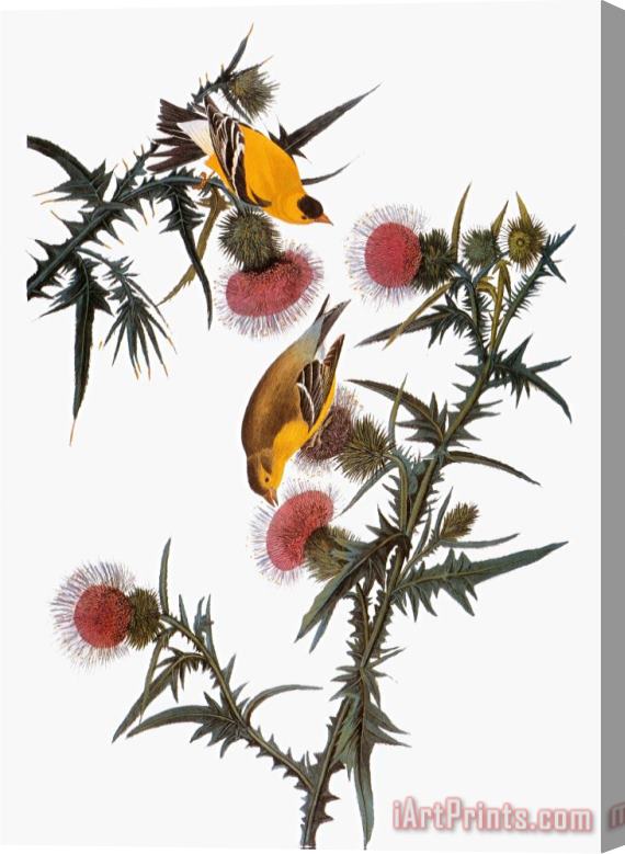 John James Audubon Audubon Goldfinch Stretched Canvas Print / Canvas Art
