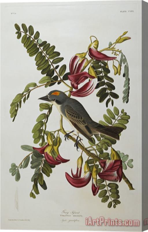 John James Audubon Audubon Gray Tyrant Gray Kingbird Stretched Canvas Print / Canvas Art