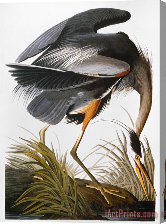 John James Audubon Audubon Heron Stretched Canvas Print / Canvas Art