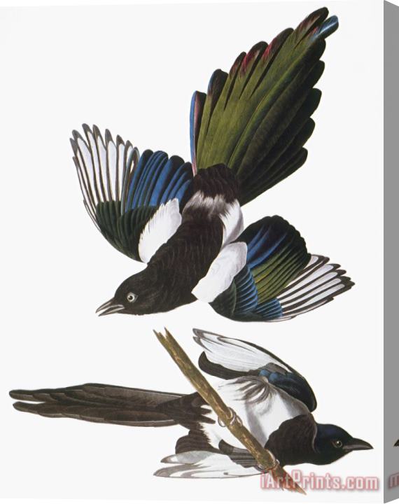 John James Audubon Audubon Magpie Stretched Canvas Painting / Canvas Art