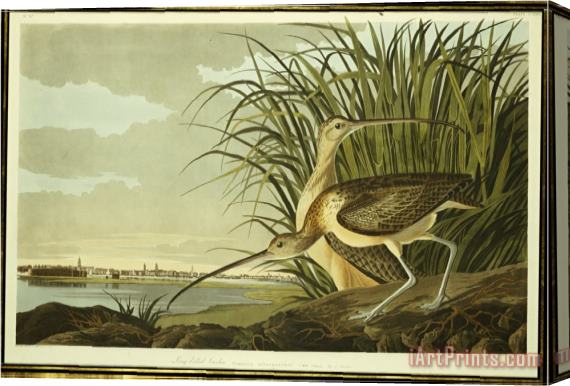 John James Audubon Audubon Male And Female Long Billed Curlew Stretched Canvas Print / Canvas Art