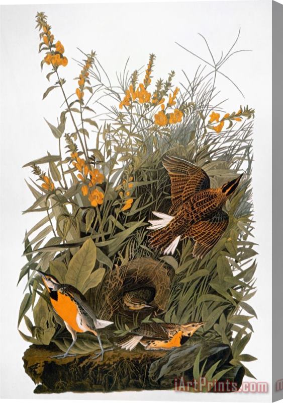 John James Audubon Audubon Meadowlark Stretched Canvas Print / Canvas Art