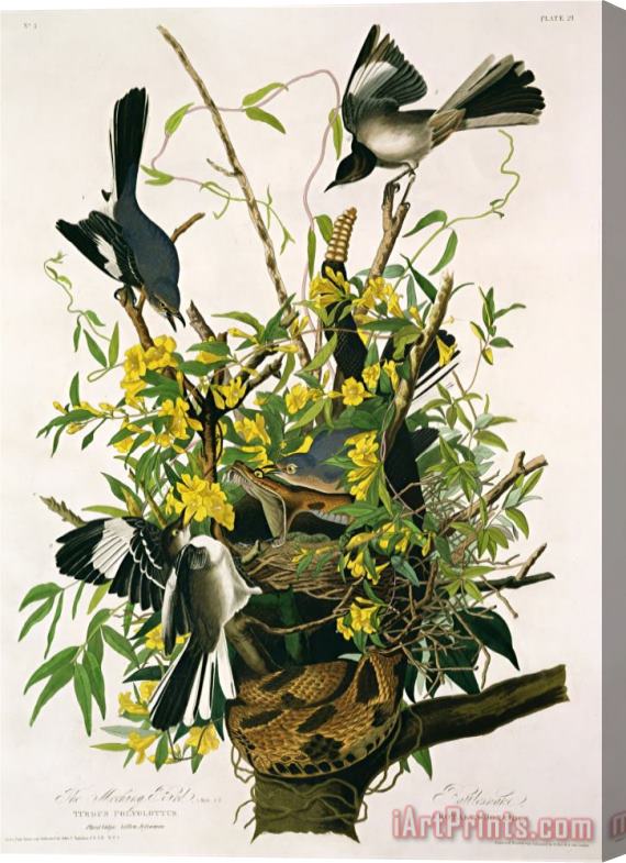 John James Audubon Audubon Mocking Birds And Rattlesnake From Birds of America Engraved by Robert Havell Stretched Canvas Print / Canvas Art
