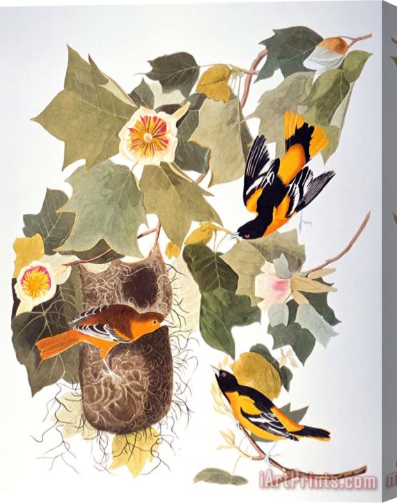 John James Audubon Audubon Oriole Stretched Canvas Print / Canvas Art