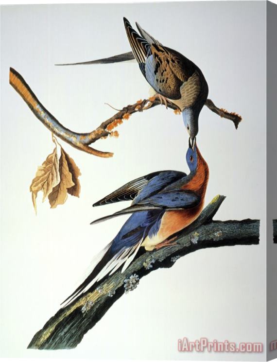 John James Audubon Audubon Passenger Pigeon Stretched Canvas Print / Canvas Art