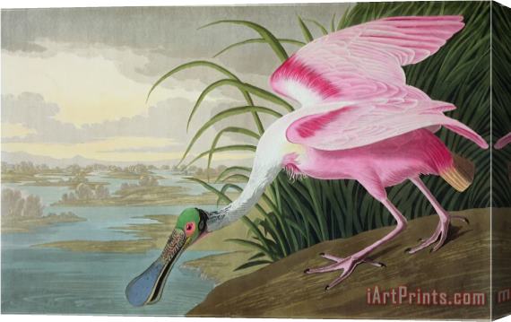 John James Audubon Audubon Roseate Spoonbill Platalea Leucorodia From The Birds of America 1836 Stretched Canvas Painting / Canvas Art