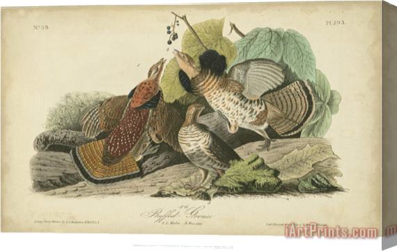 John James Audubon Audubon Ruffed Grouse Stretched Canvas Print / Canvas Art