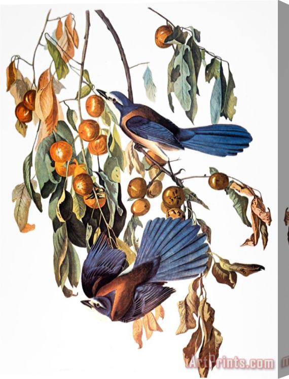 John James Audubon Audubon Scrub Jay 1827 38 Stretched Canvas Print / Canvas Art