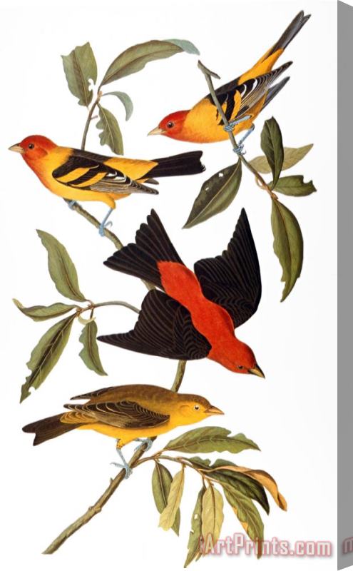 John James Audubon Audubon Tanager 1827 Stretched Canvas Print / Canvas Art