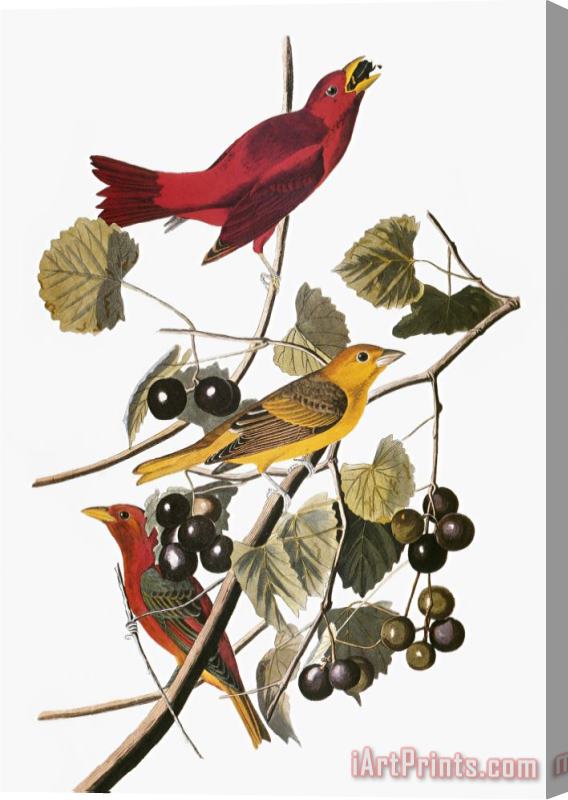 John James Audubon Audubon Tanager Stretched Canvas Print / Canvas Art