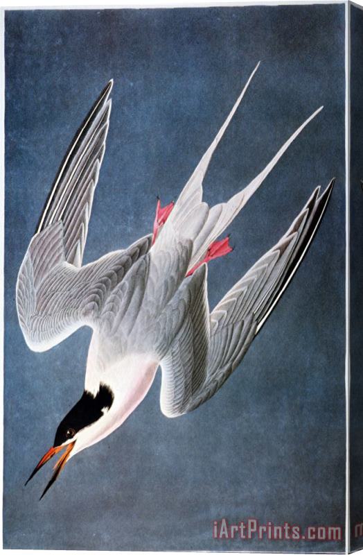 John James Audubon Audubon Tern Stretched Canvas Print / Canvas Art
