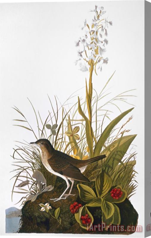 John James Audubon Audubon Thrush Stretched Canvas Print / Canvas Art