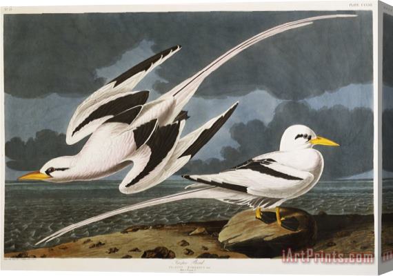 John James Audubon Audubon Tropic Bird Stretched Canvas Print / Canvas Art