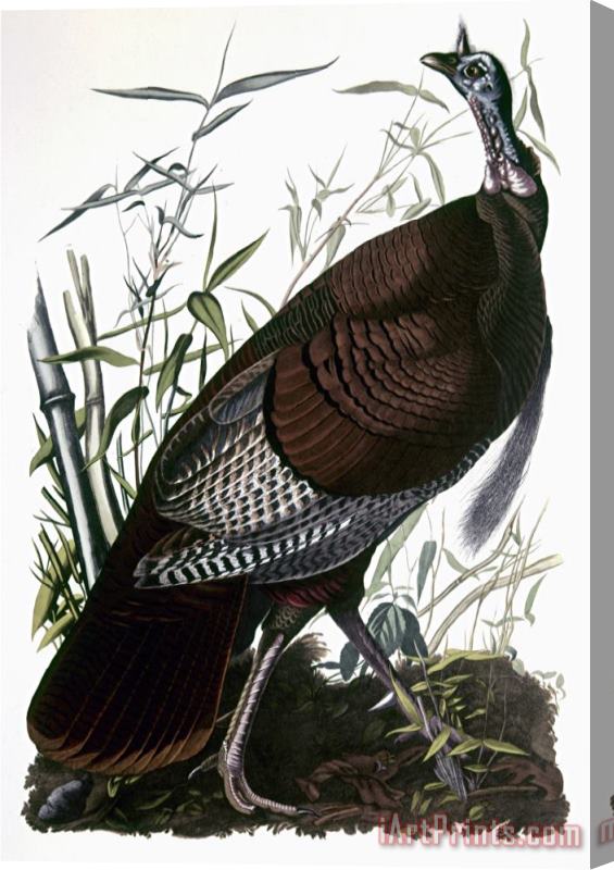 John James Audubon Audubon Turkey Stretched Canvas Print / Canvas Art