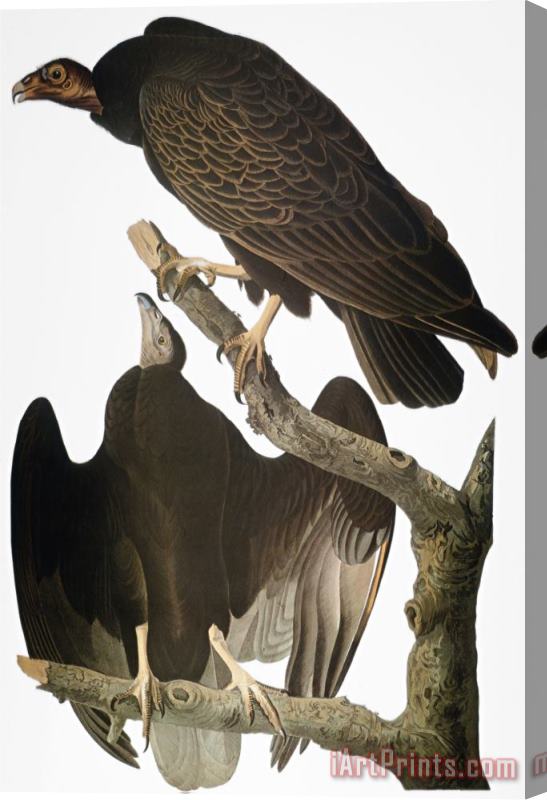John James Audubon Audubon Turkey Vulture Stretched Canvas Painting / Canvas Art