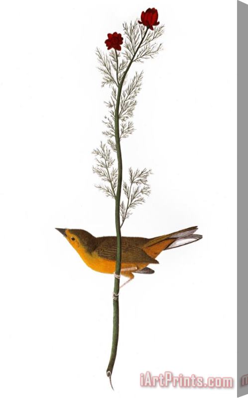 John James Audubon Audubon Warbler 1827 Stretched Canvas Print / Canvas Art