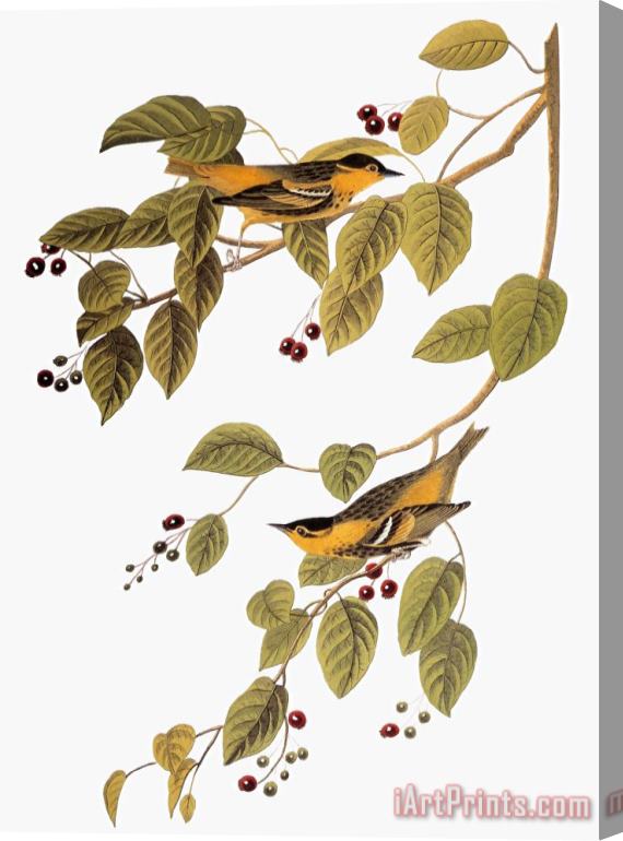 John James Audubon Audubon Warbler Stretched Canvas Print / Canvas Art