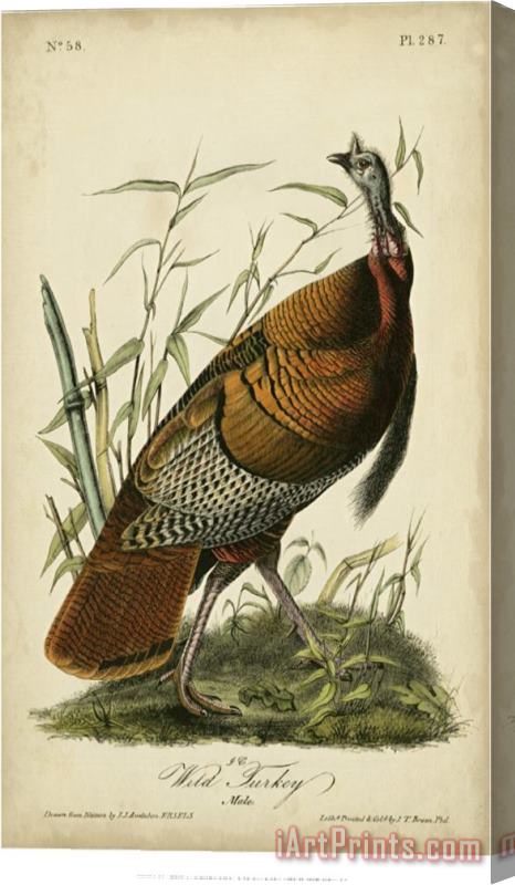 John James Audubon Audubon Wild Turkey Stretched Canvas Print / Canvas Art