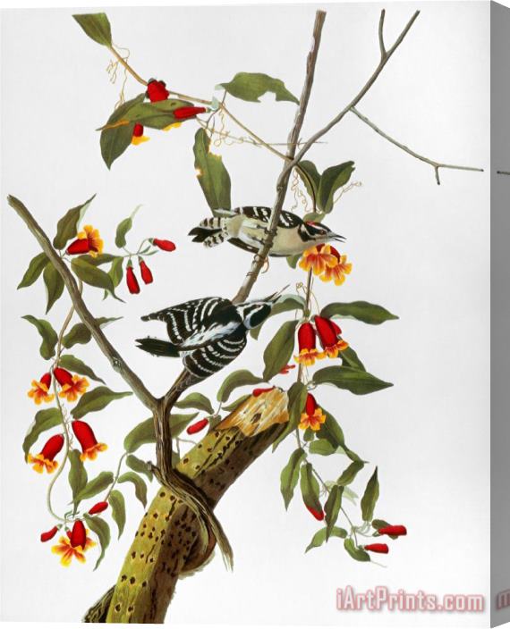 John James Audubon Audubon Woodpecker 1827 Stretched Canvas Print / Canvas Art