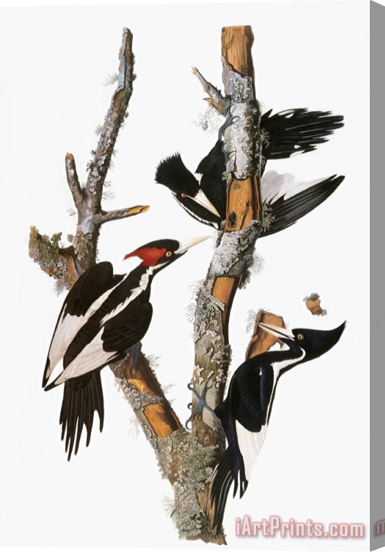 John James Audubon Audubon Woodpecker Stretched Canvas Print / Canvas Art