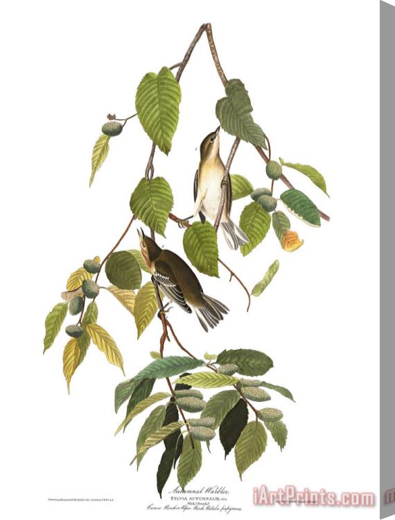 John James Audubon Autumnal Warbler Stretched Canvas Print / Canvas Art