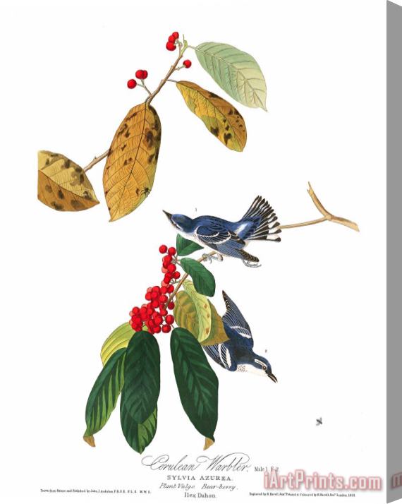 John James Audubon Azure Warbler Stretched Canvas Print / Canvas Art